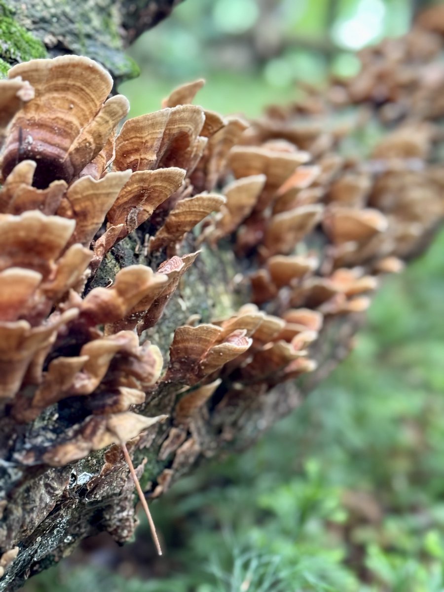 QuestristHumble's tweet photo. Good mushroom morning. https://t.co/4HAp7vdD3d