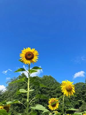 amemiya_i's tweet photo. 標高1000m高原の町に咲くヒマワリ🌻は、なぜか涼しそうで気持ち良さそう。凛とした立ち姿をパチリ
こんな景色の中で暮らせるなんて、高原の田舎暮らし、素敵でしょ♪

The sunflowers blooming in the highland town at an altitude of one thousand m look somehow cool and comfortable. https://t.co/1Rq4F2oxo2