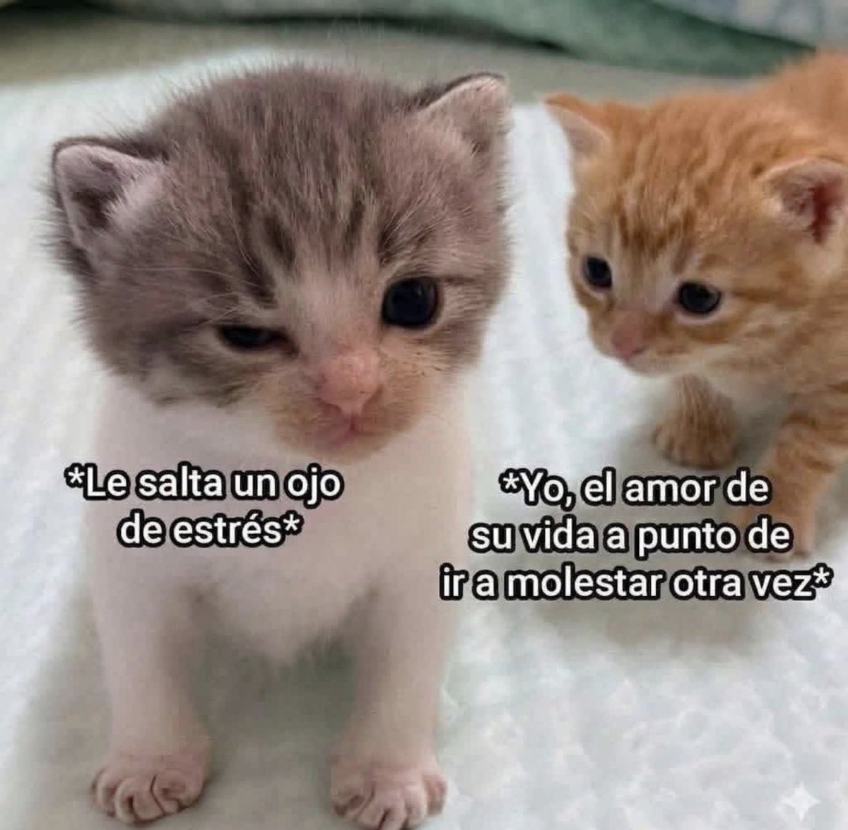 MundoDeBigotes's tweet photo. https://t.co/hnbqLksqzs