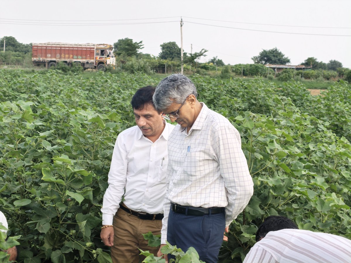 GujAgri's tweet photo. આજરોજ અગ્ર સચિવશ્રી, કૃષિ વિભાગ, શ્રી આર.સી. મીના દ્વારા ગાંધીનગર જિલ્લાના રામપુર અને બાલવા ગામની ખેતરોની મુલાકાત લેવામાં આવી હતી.

મુલાકાત દરમિયાન અધિકારીઓ, ગ્રામ સેવક તથા ખેડૂતો સાથે કપાસ અને મગફળીના પાક અંગે સ્થળ પર ચર્ચા કરવામાં આવી.

ખાસ કરીને Cotton Mission અંતર્ગત કપાસના ઉત્પાદન અને ઉત્પાદકતામાં વધારો થાય, કપાસની ખેતીમાં આધુનિક તથા વૈજ્ઞાનિક પદ્ધતિઓનો વધુમાં વધુ ઉપયોગ થાય અને ખેડૂતોને શ્રેષ્ઠ પરિણામો પ્રાપ્ત થાય તે અંગે જરૂરી માર્ગદર્શન આપવામાં આવ્યું.

તેમજ મગફળીના વાવેતર અને પાકની સ્થિતિ અંગે ખેડૂતો સાથે ચર્ચા કરી જરૂરી સૂચનાઓ આપવામાં આવી.

🌾 ખેડૂત સમૃદ્ધિ અને કૃષિ ઉત્પાદન વૃદ્ધિ માટે ખેતર સુધી પહોંચતું માર્ગદર્શન.

#CottonMission #GujaratAgriculture #Cotton #Groundnut #Farmers #Gujarat

@PMOIndia @ChouhanShivraj 
@Bhupendrapbjp