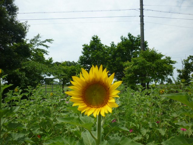 zdkl01 tweet picture