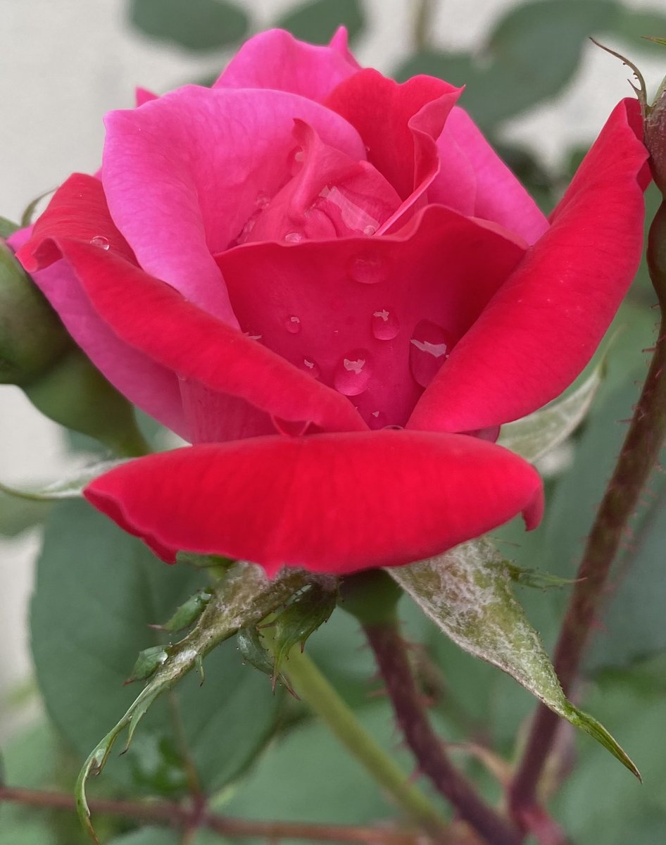 jlVickers47's tweet photo. #WednesdayRose Knockouts are surviving the brutal heat! https://t.co/lOjJLZkTsI
