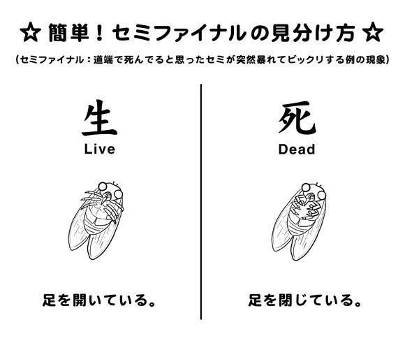 Delta_aviation8's tweet photo. かえりみち　あおむけの　せみが　しょうぶを　しかけてきた！

でるたは　セミファイナル　ライブバージョンを　くらった！
こんシーズン　いちばんの　おどろき！
せみは　にげだした。

でるたは　せいしんてきな　ダメージを　おいながら　いえに　かえっている… https://t.co/A4jdx0lflJ