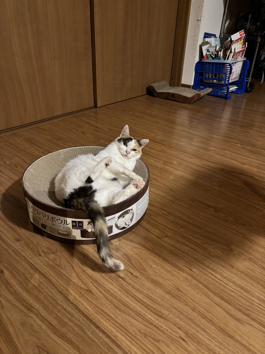 ringo_ameri's tweet photo. 視線感じると思ったら…😂

#猫 #三毛猫 #猫のいる暮らし
#世界猫の日 https://t.co/r7bZi8Mae0