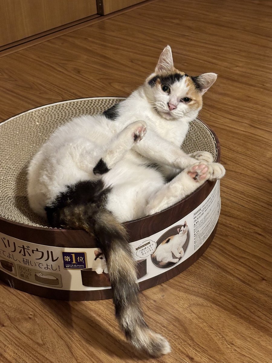 ringo_ameri's tweet photo. 視線感じると思ったら…😂

#猫 #三毛猫 #猫のいる暮らし
#世界猫の日 https://t.co/r7bZi8Mae0
