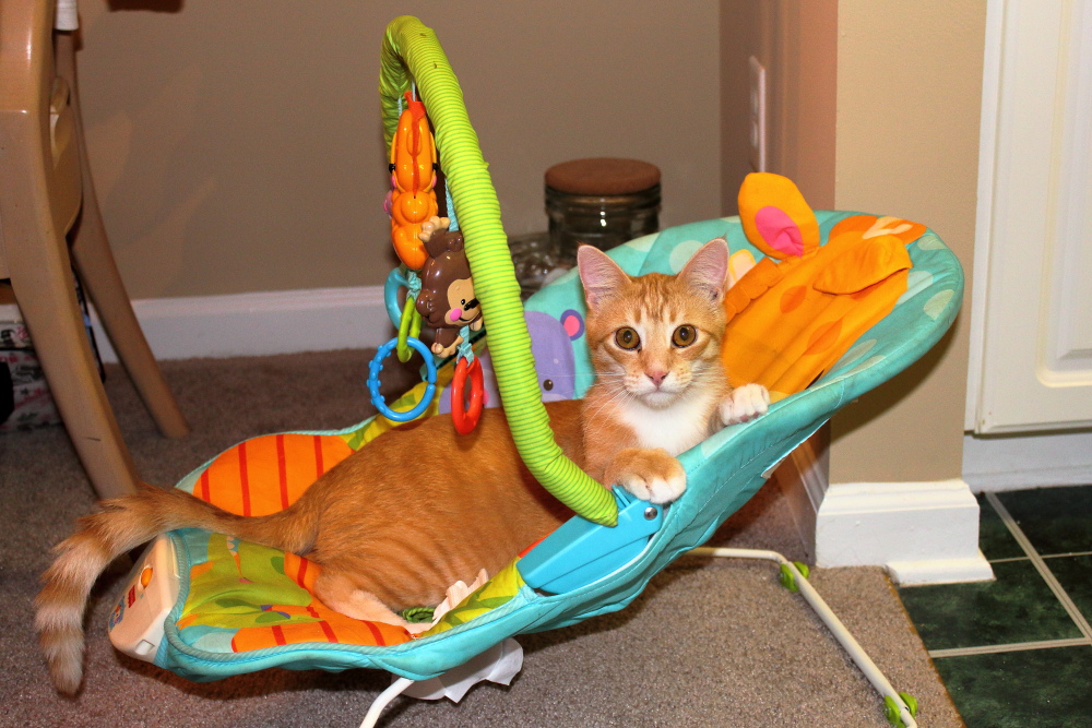 ChuckHuss's tweet photo. My current project, For the Love of Chris, is a memoir written by my cat Chris. One story explains how Chris got on top of the curio cabinet. Another was about the bird who harassed him whenever he sat in the window. Another talked about when he took over a baby's carrier. https://t.co/Cm4tr3D2Rs
