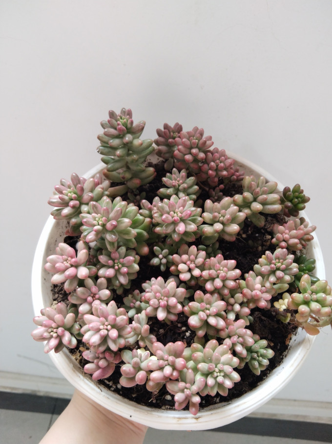 JeniseYorkey's tweet photo. Just turned old mason jars into cute succulent planters for my desk! Super quick DIY upgrade https://t.co/AT0YNMlt6t