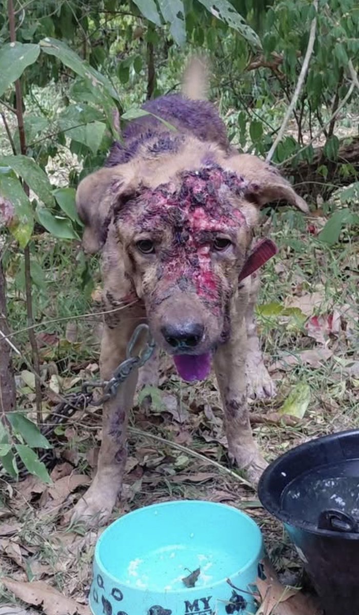 NiallHarbison's tweet photo. We often have to act like detectives. This dog was shared last night and about 100 people sent it to me. 

We got there within 20 minutes but he had already been taken away by a “man”. 

We knew we had to find him today… (1/6) 🧵 https://t.co/KFmE2x9ITs