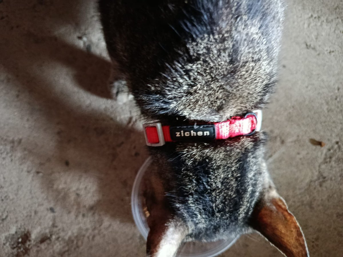 _El_Lucho's tweet photo. Hoy apareció este gatico en mi casa (Primero de Mayo, Cali). Tiene collar, pero no tiene placa. Por favor ayuda para ver si podemos dar con sus dueños. @JulianJaraUribe @Suntuosa @linamarsilva https://t.co/dsgyj2cY9R