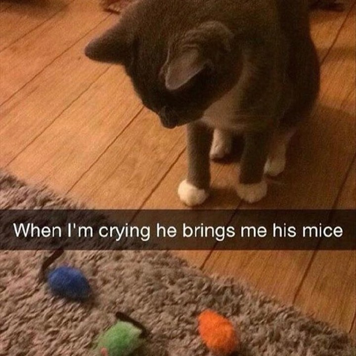 PunchingCat's tweet photo. https://t.co/wQMQEqY3QN