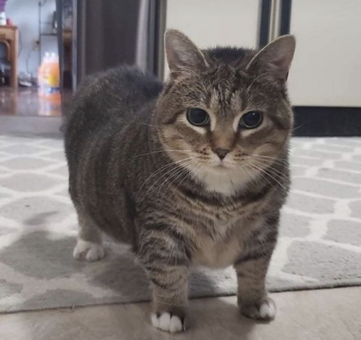 animal_kyawa_'s tweet photo. 猫カフェから帰ってきたら、家の猫が怒ってる https://t.co/RlYfUBcu0l