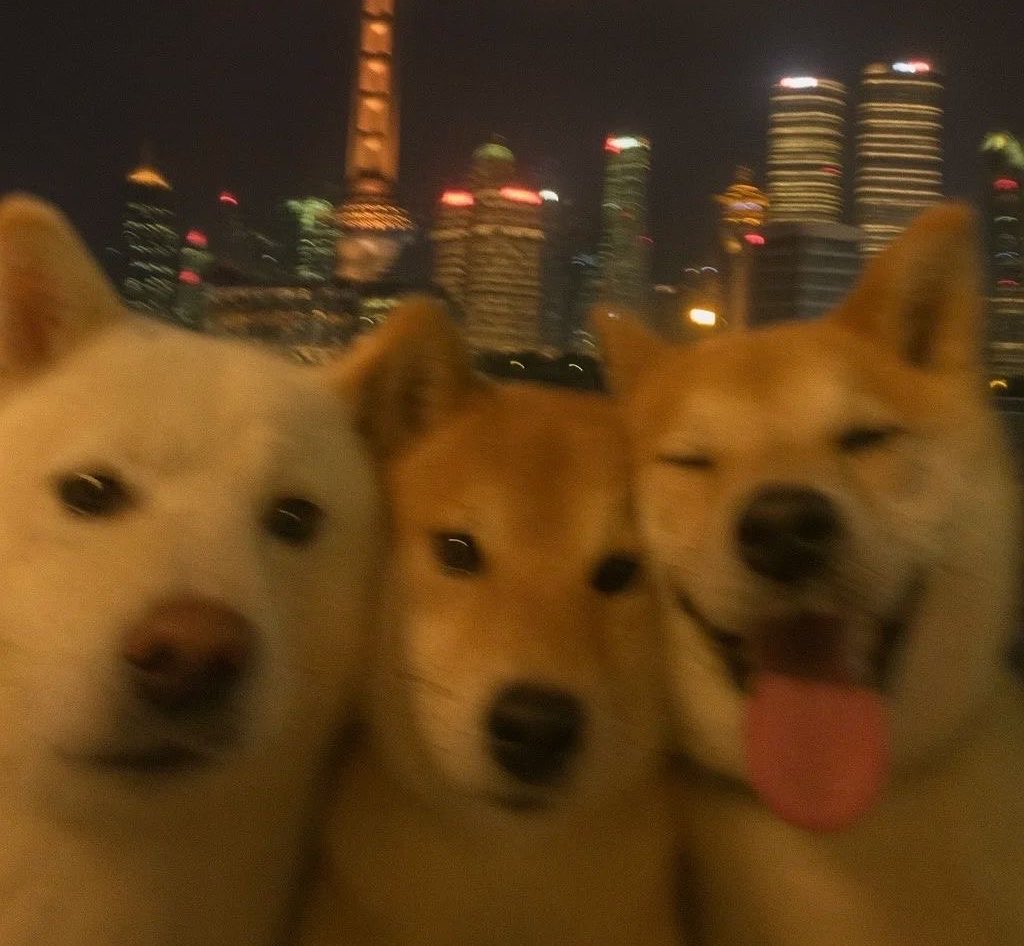 uhwhale52's tweet photo. นี่ชั้นชอบเลี้ยงหมาหรอเนี่ย 🐶🐶🐶 https://t.co/pkAYwGva6J