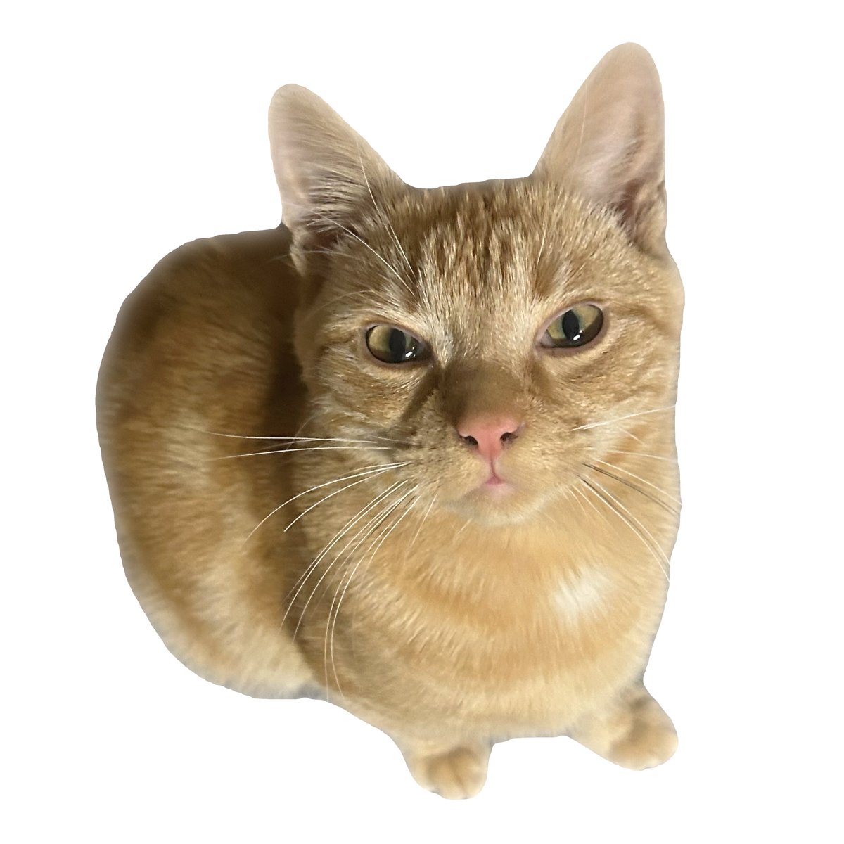 kttnboy's tweet photo. @makecatsbetter do this guy pls https://t.co/OXkj9YTchL