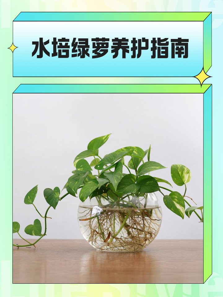 zul881's tweet photo. Keep your pothos happy u0026 healthy: place in bright indirect light, water when top 2 inches of soil are dry. No green thumb required! https://t.co/NMcUCPPIZy