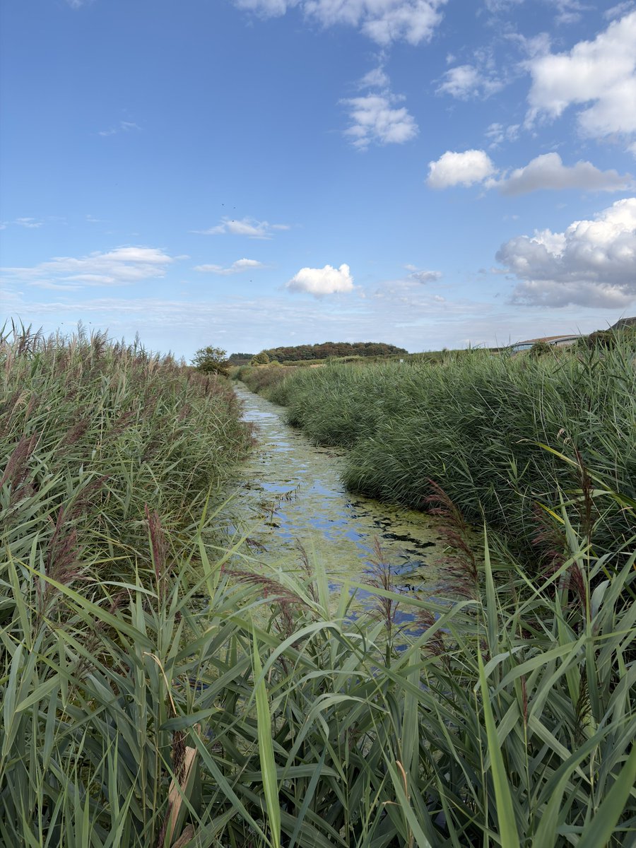 melvynprior's tweet photo. One of my fav places in North #Norfolk, @NorfolkWT #CleyMarshes Today, #swallows in the hide #Wildlife #Nature https://t.co/oTwdy9tRRP