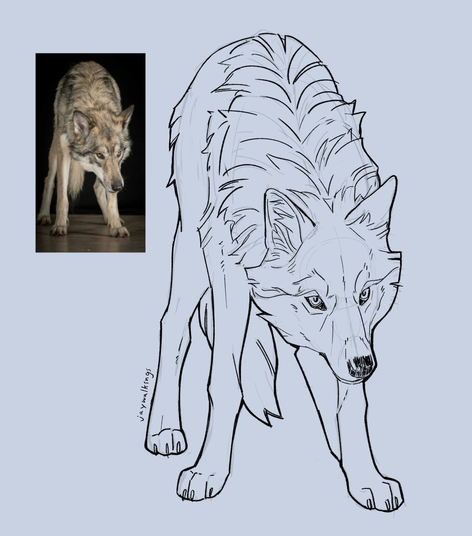 jaywalkings's tweet photo. wolf study 🐺 https://t.co/Va3B9b4HfV