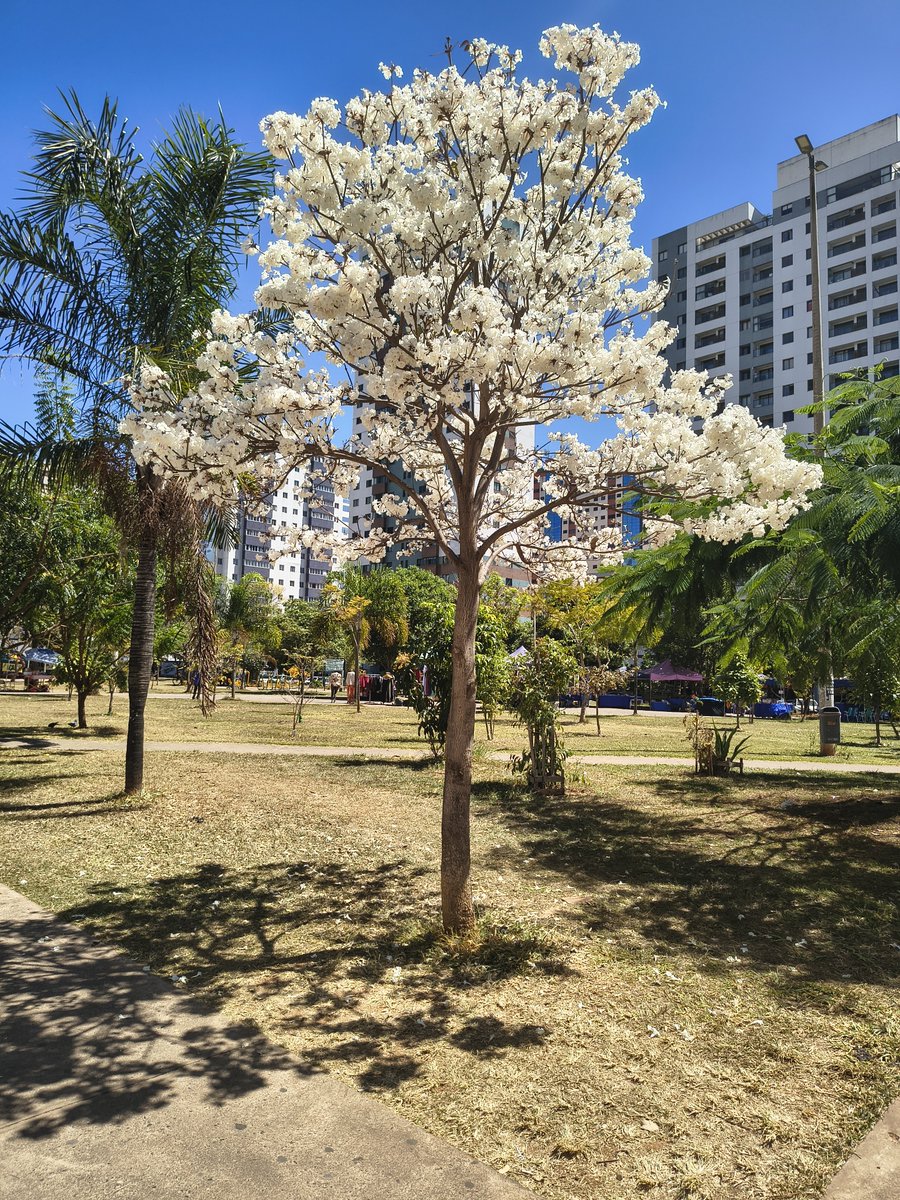 vix_machado's tweet photo. Admirem a estrela da época da estiagem no cerrado, o lindíssimo ipê branco https://t.co/bcjGvYd31N