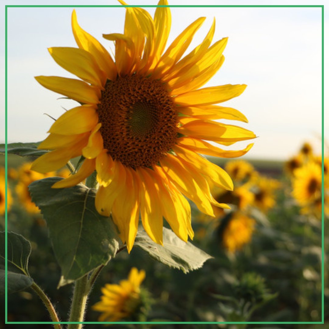 AddictionsTrain's tweet photo. As summer winds down, many people begin thinking about fresh starts.

A new school year.
A new routine.
A new goal.

But meaningful change does not require a new season, a new month, or a Monday morning. Sometimes the best time to begin is simply when you are ready. https://t.co/2ZW2U6rCkf