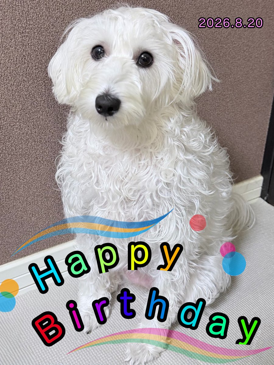 Luca515Halu330's tweet photo. - ̗̀🥂𝐻𝑎𝑝𝑝𝑦𝑏𝑖𝑟𝑡ℎ𝑑𝑎𝑦🎂🎉  ̖́-
乃咲瑠2歳の誕生日おめでとう！！
プレゼントのおもちゃも沢山、美味しいものも沢山あるよ😁
これからもおてんばで元気に春瑠お姉ちゃんの後頭部齧ってねw
これからの1年も元気いっぱいすごそう！
by君の事が大好きなパパより
#シュナプー
#シュヌードル https://t.co/Ja4MatH9EK