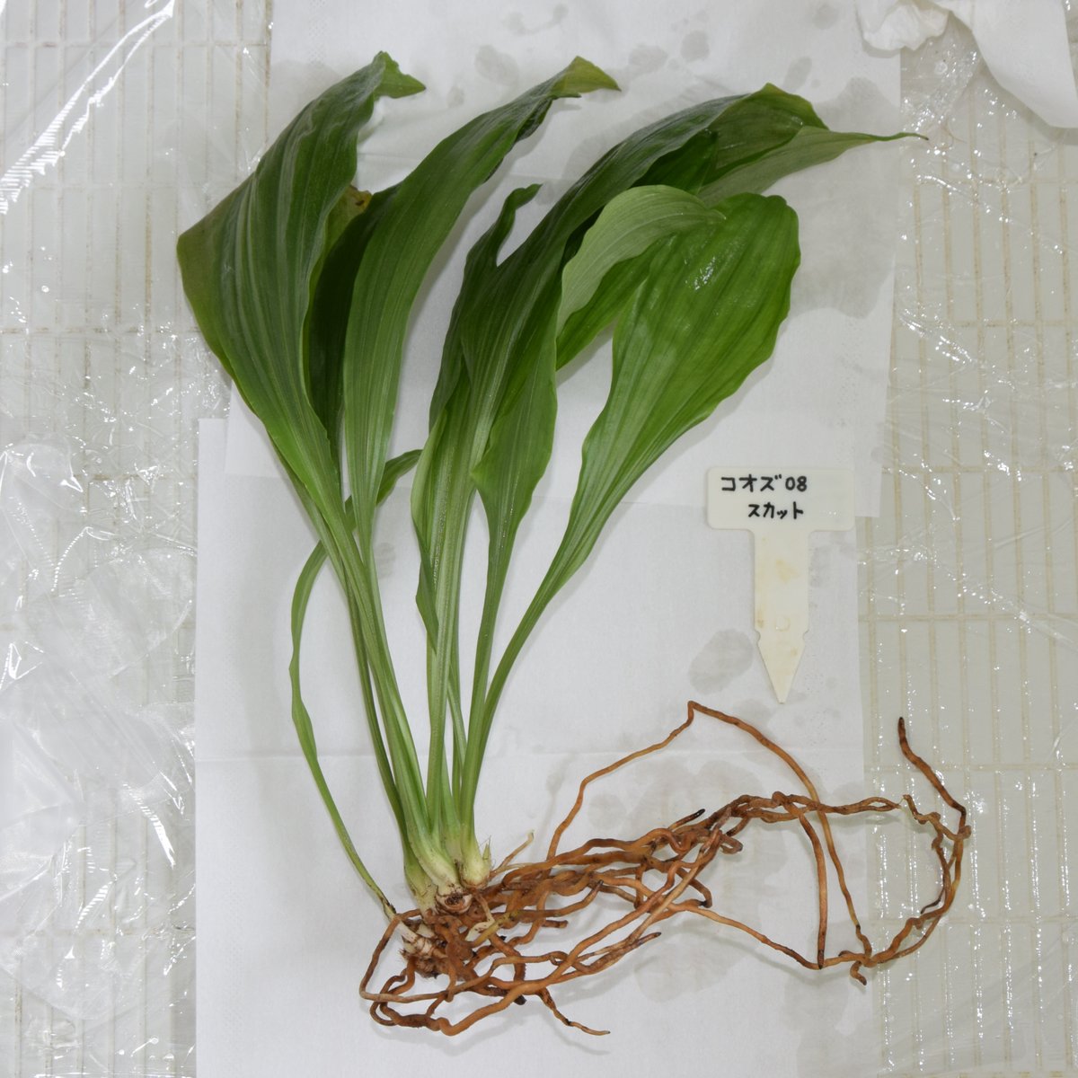 okopuu597's tweet photo. エビネの【 王冠 】はバックバルブ2個 腐り
有害菌に強い！【 スカット 】は
品種改良の交配親に使って下さい 😅 https://t.co/0fnoEXLiBS