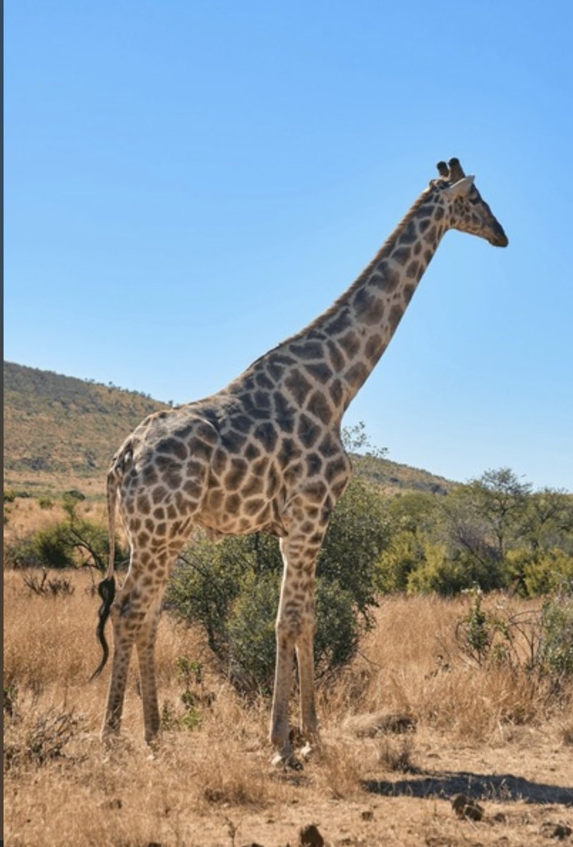blueAiva's tweet photo. Lost in the wild 🦒🐘🐐 https://t.co/mk4uXLKVtH