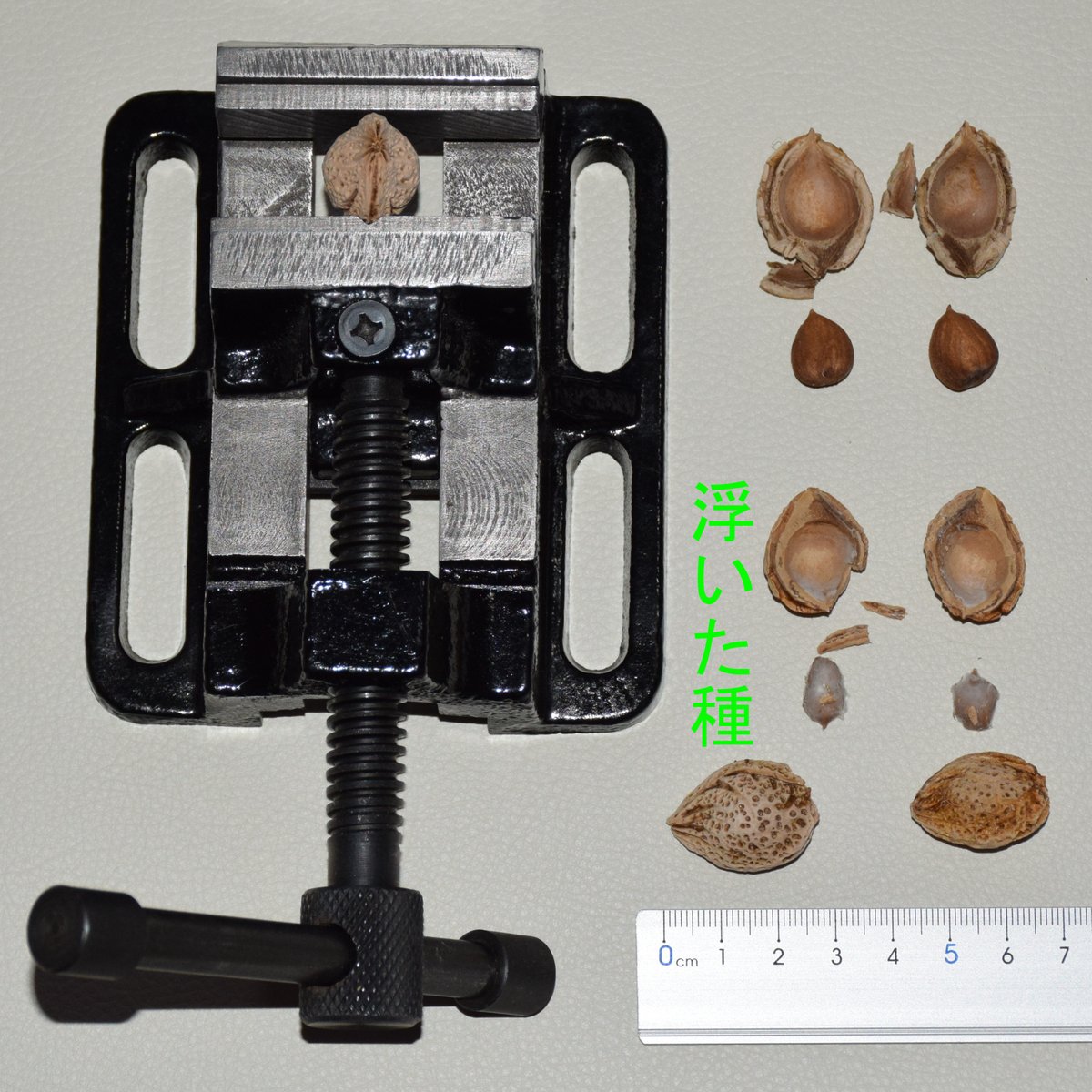okopuu597's tweet photo. 6月にスーパーで買ってきた青梅が
黄色くなってから1ヶ月冷蔵し(7℃位)
殻を割って尖った方を上にして
7月22日に植えたら8月17日に芽が出ました。
用土は余っていた蝦夷砂 3～5㎜粒
げったー https://t.co/qvybg5DFIN