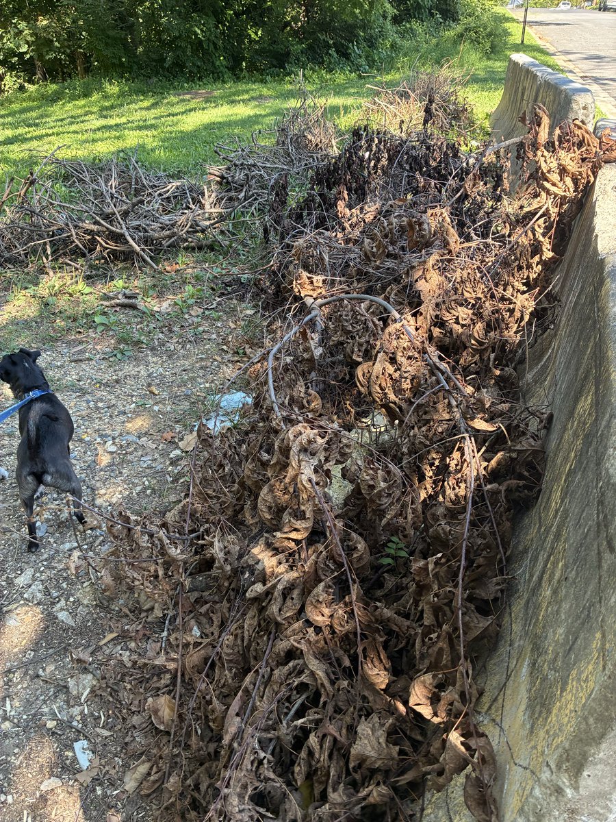WMoncure86686's tweet photo. This is near Burns St &amp; Hillside Rd SE: extensive illegal dumping. @311DCgov @DCDPR https://t.co/BRzzbQ6Hil