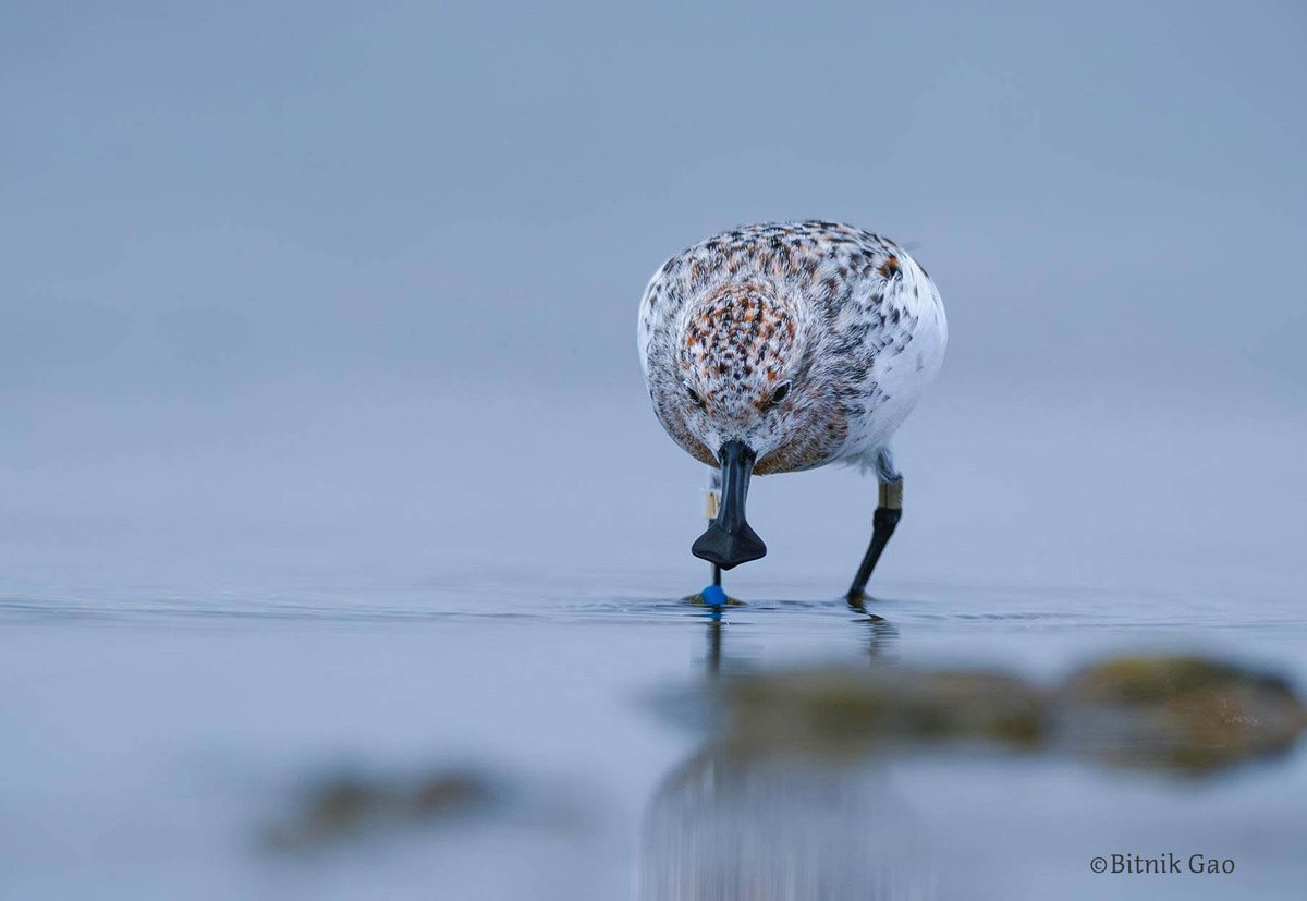 waderquest's tweet photo. The @waderquest  grants panel is pleased to be able to support the first targeted scan survey for Nordmann’s Greenshank.
Spoon-billed Sandpiper © Bitnik Gao
Nordmann’s Greenshank © Jun Matsui
https://t.co/O0vijsvvTB
Be #inspired by #waders or #shorebirds https://t.co/8H5Pm0O1yX