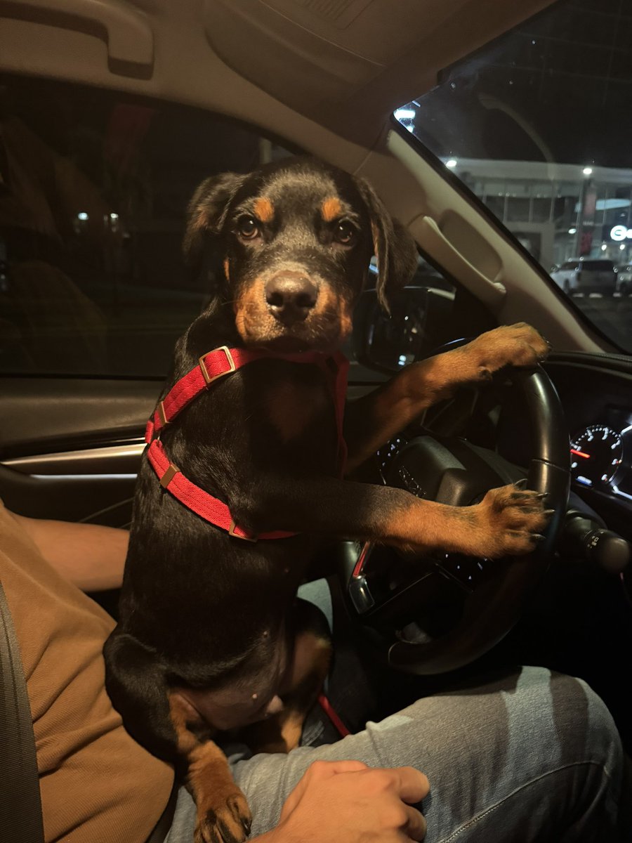 marianaamonrroy's tweet photo. SOY UN ROTTIE DE 4 MESES🐾❤️ https://t.co/aT2VOV72oI