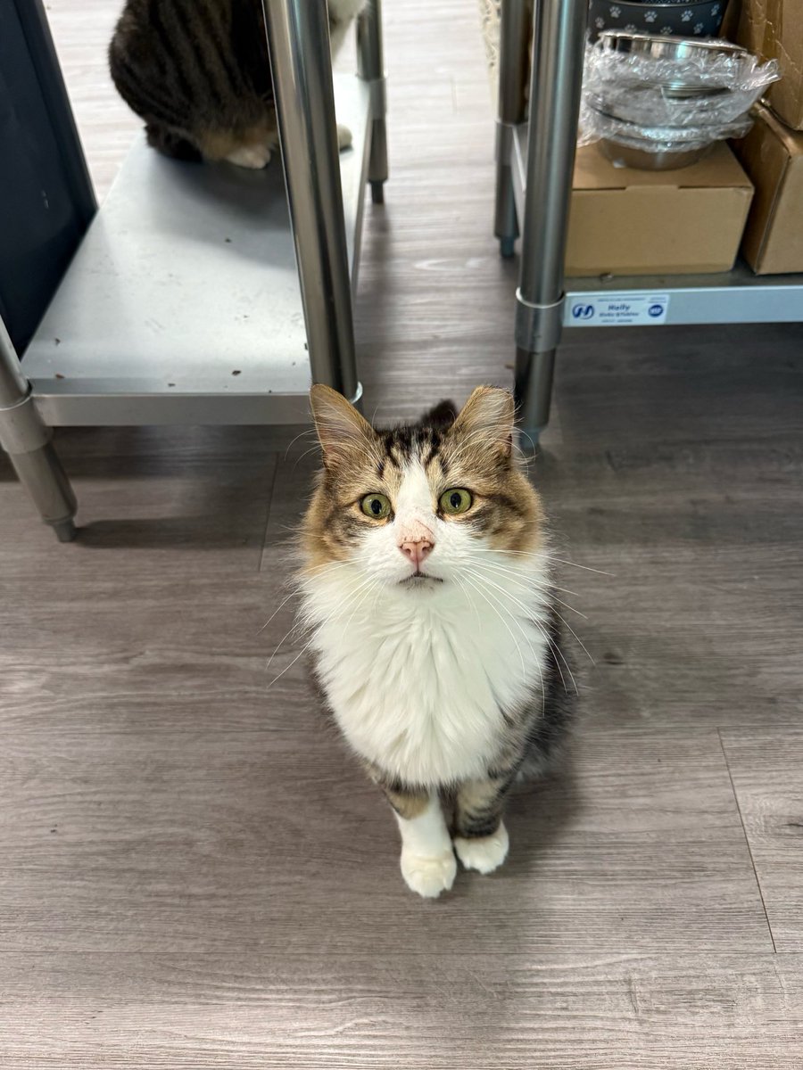 feederofcats's tweet photo. sweet (and a little dumb) Cheesecake Factory is still learning that not all cats will love him instantly like Stanley...... unfortunately he has sustained life threatening injuries to his nose (his words). I performed CPR, I think he will survive this, but only time will tell https://t.co/wlmfS6AEmd