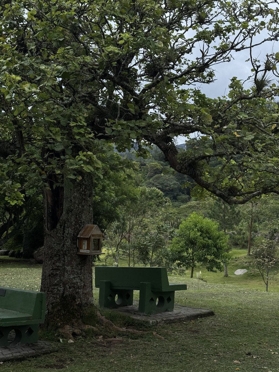 marianaamonrroy's tweet photo. 📍 Boquete, Chiriquí https://t.co/SLrzODh9IA