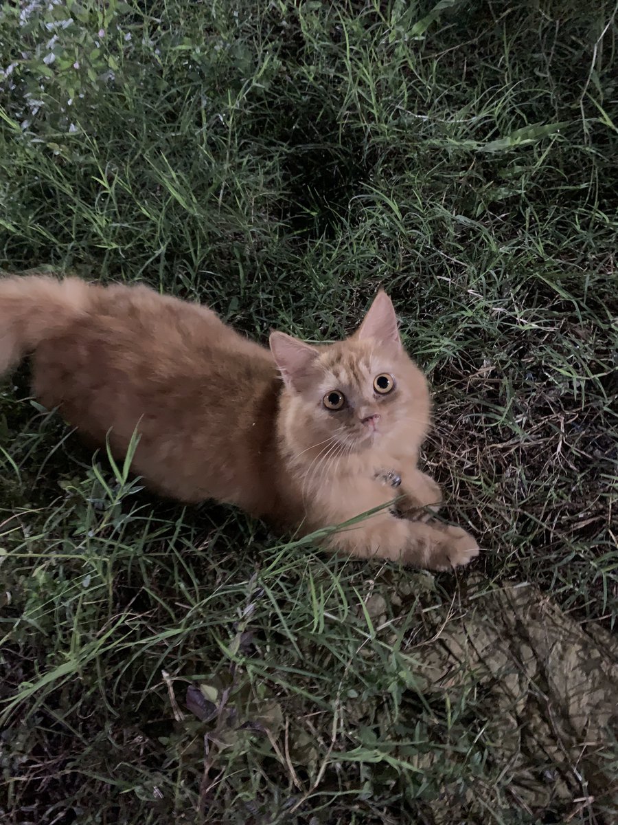 aceyim's tweet photo. udah sebulan setelah kucing aku pergi, kangen sekaliii sangat sangat kangen💧___💧 https://t.co/SJKvNx0UUX