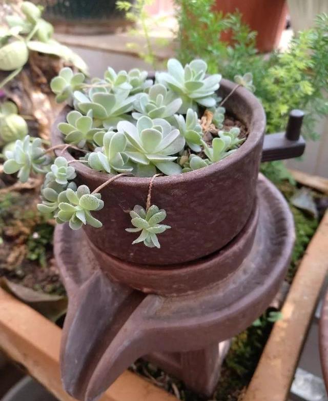 a7jdnKristopher's tweet photo. Turned an old mason jar into a cute hanging succulent planter – thrifted items deserve a second life! , https://t.co/Fx5LZaHAMw