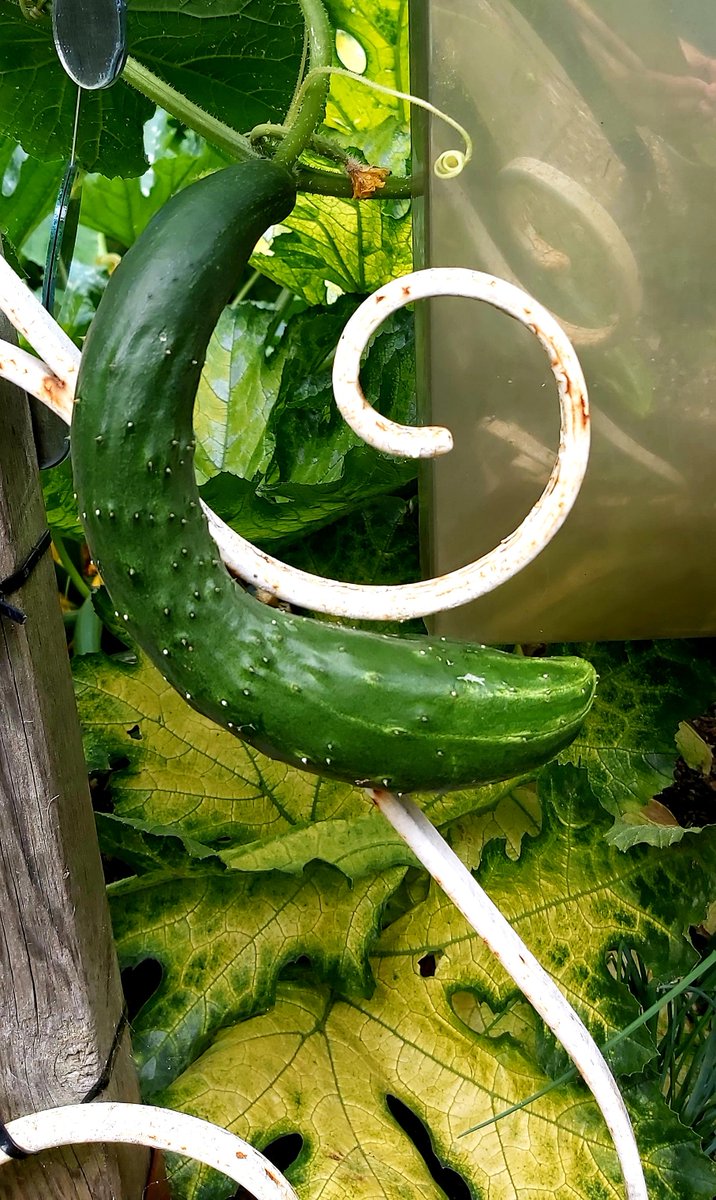 BeckGra's tweet photo. Cucumber. Wrought iron. Banister. Outdoors.
#cucumber #wroughtiron #backgarden #curves #hull https://t.co/GdcTBkYpaG