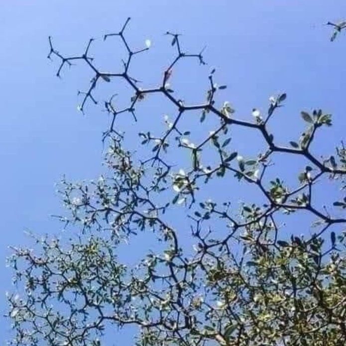 AcervoCharts's tweet photo. O padrão hexagonal nas oliveiras pretas com ângulos perfeitos. https://t.co/zmGV1C7SbW