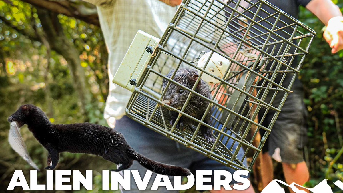 fieldsportstv's tweet photo. Natural born killers #FieldsportsBritain
Mink, tuna, hearing protection, countryside politics and this week’s fieldsports news — it’s all in the latest #FieldsportsBritain.
Watch now via - https://t.co/C88A23nI5h
#Fieldsports #Gamekeeping #Countryside #Fishing https://t.co/NzBGNs6sfY