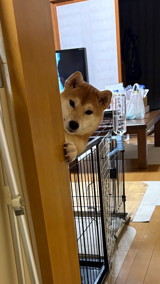 KasaMhw's tweet photo. 実家着いてからずっとコレww
ひょっこりはんすな🐕☂️ https://t.co/EdUwz6aGn4