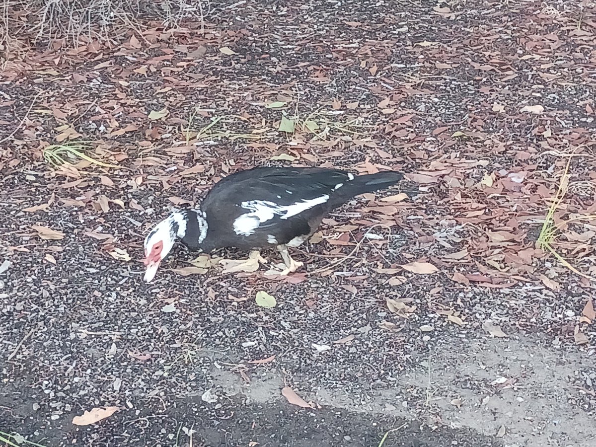TKorgiiiii's tweet photo. #DearDAiary First day of Fall semester! Made sure to wear Aias' perfume &amp; even saw a bird that reminded me of Goobie (smelled like her too 🫵😹) https://t.co/6ZQKV5toRb