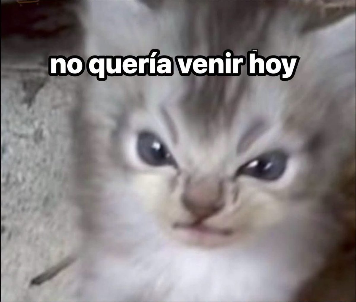 lausaysmeow's tweet photo. Lo que pienso cuando llego al jale: https://t.co/3KNHukaq6R