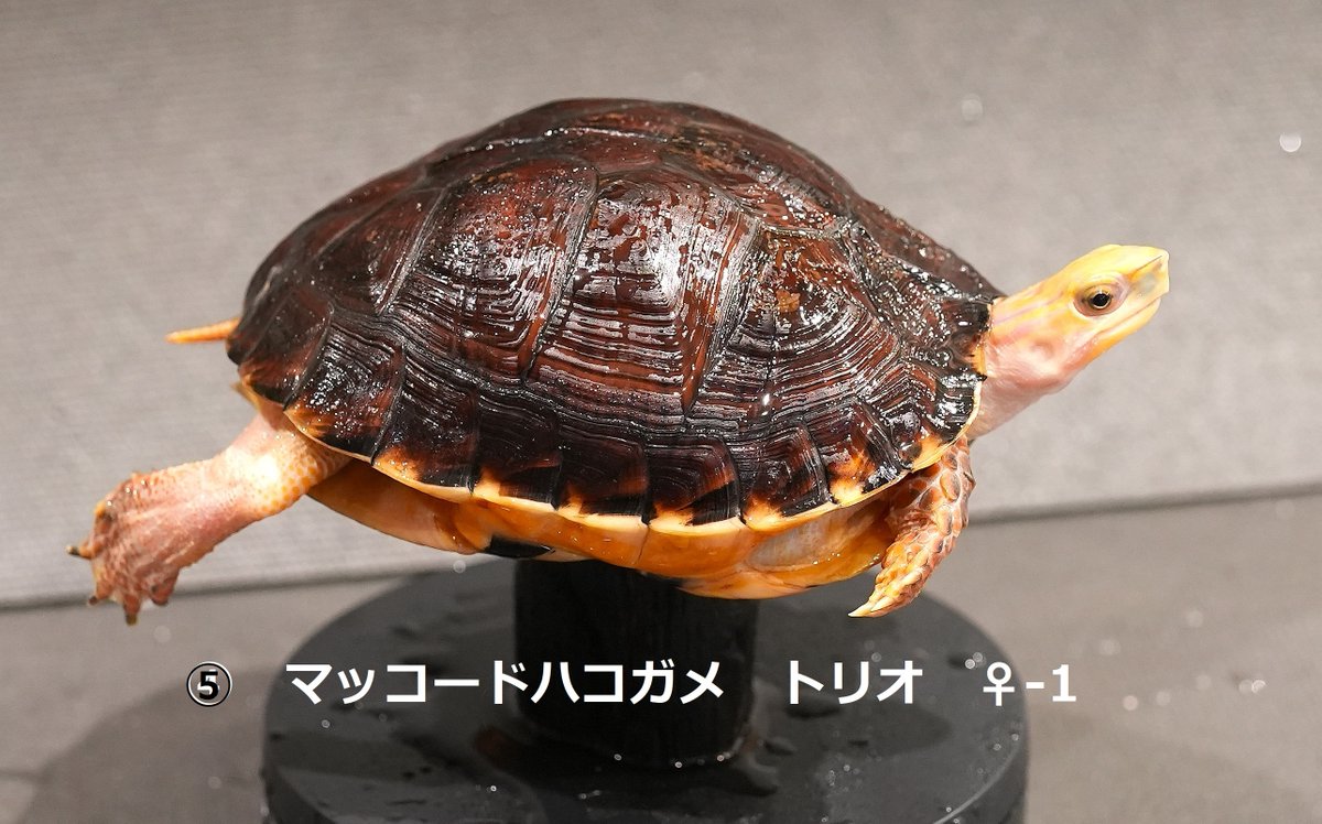 mmkkxc4's tweet photo. 今回の　アクアリウムバス　でも
マッコードハコガメ　を
10匹展示販売いたします。
内容は
　3ペア　1トリオ、さらにお求めやすい単品(完品)
　販売です。

マッコードハコガメ　⑤　トリオ
ご紹介の個体は
(♂12cm,♀13cm.♀14cm)トリオでの販売です。

甲ズレや多甲の無い大き目の個体をお考えの方にお勧めです。
1匹単価としては③のペアとわずかな差であることからおすすめです。

マッコードハコガメ
複数のペア販売は
アクアリウムバスならではです。

ご自身の好みに合ったペアを是非選んでください!
ご来場をお待ちしております。
#マッコードハコガメ #アクアリウムバス　#マコードハコガメ