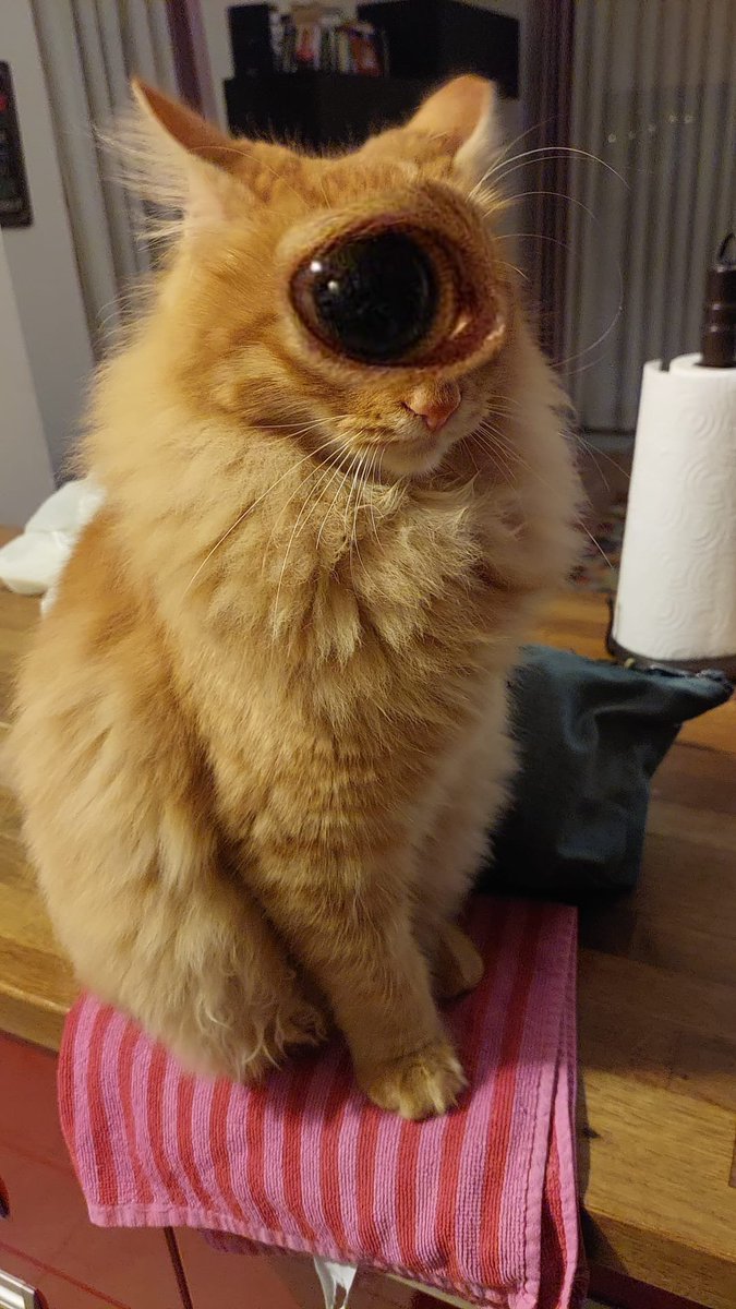makecatsbetter's tweet photo. https://t.co/XiiyLvZhfs