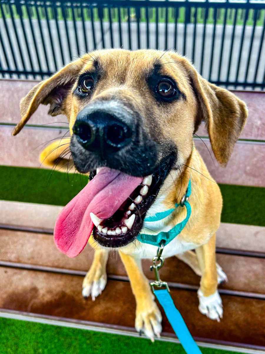 PetCircleWaco's tweet photo. ππΎ Meet Morwen | 1 yr | 43 lbs
π Puppy-like playfulness
π Loves people
πΆ Dog-friendly
π§ Loves a Pup Cup
π Likes car rides
If you're looking for a sweet, playful girl, come meet Morwen!
#petcirclewaco #adoptdontshop #fosteringsaveslives #offthecircle https://t.co/h1nRDyoecF