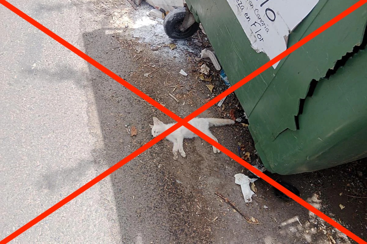 EFEVerifica's tweet photo. ‼️ En redes están circulando imágenes falsas de gatos supuestamente "devorados" por inmigrantes en Ceuta.

➡️ Es una narrativa similar a la que usó Trump en su campaña electoral cuando acusó a los inmigrantes de comer mascotas. 

🔗 https://t.co/LF6BAbaqbH https://t.co/1iMGbsyEwM
