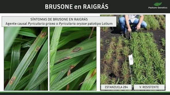 PastureGenetics's tweet photo. Brusone en raigrás, ¿qué podemos hacer?
Entrevista de @rubitosilvera de Punto de Equilibrio por Oriental 770 AM y @verdemediauy a nuestro Director de Investigación y Desarrollo @JuanDiazLago.
Link a resumen, entrevista y video 👇
https://t.co/ehnsVLvzPQ https://t.co/N3K9T8ged1