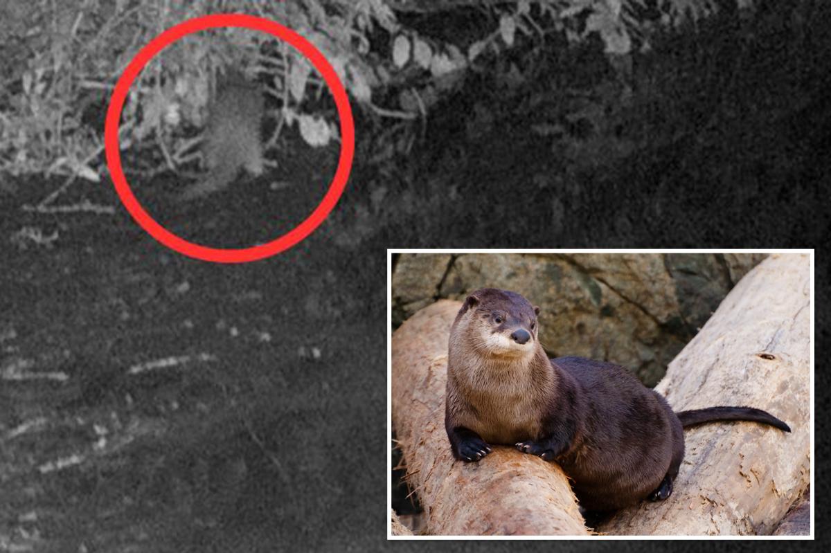 nypost's tweet photo. River otter spotted in the Bronx for first time in 100 years - and why it's worth celebrating: 'A gift' https://t.co/6TcKy5mXFA https://t.co/jaxxXwklSH