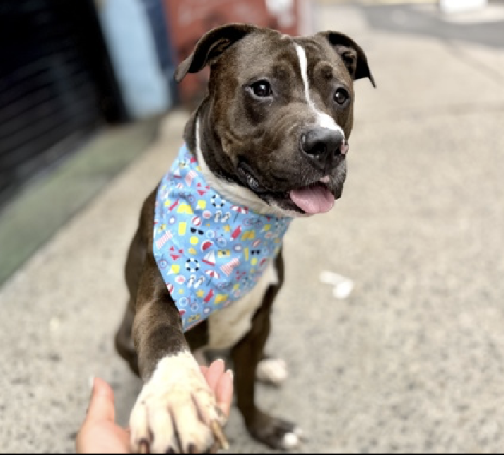 adoptadog39's tweet photo. Save Bearstein!!! Such a good boy!๐
Found tied up alone, he is cautious (understandably) & not liking kennel life.
Once he feels safe, he loves to be pet! He just needs a patient home where he can decompress & feel safe.
#nycACC #NYC
#adopt #foster #RescueDog #RescueNeeded https://t.co/5MosjOEM33
