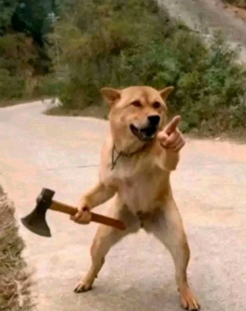 YogaArido's tweet photo. @VisionSurge 🐶: bangke lu ya... Gw belum kawin lu mau ajak gw mokat.... https://t.co/Z2hwi8zxjt