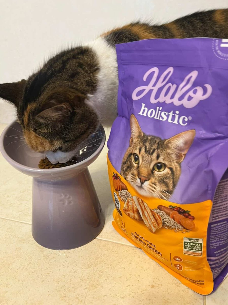 halopets's tweet photo. Croissant doesn't know what meat meal is and she's never going to have to find out. https://t.co/Wmw1fX8vXW