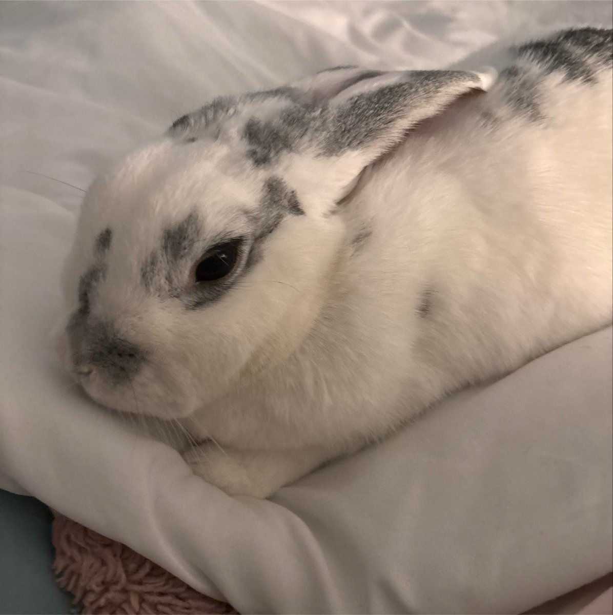 bunnllie's tweet photo. squishy sleepy baby https://t.co/qQdAir6aj6