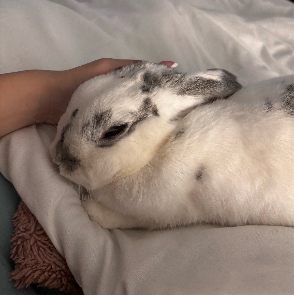 bunnllie's tweet photo. squishy sleepy baby https://t.co/qQdAir6aj6